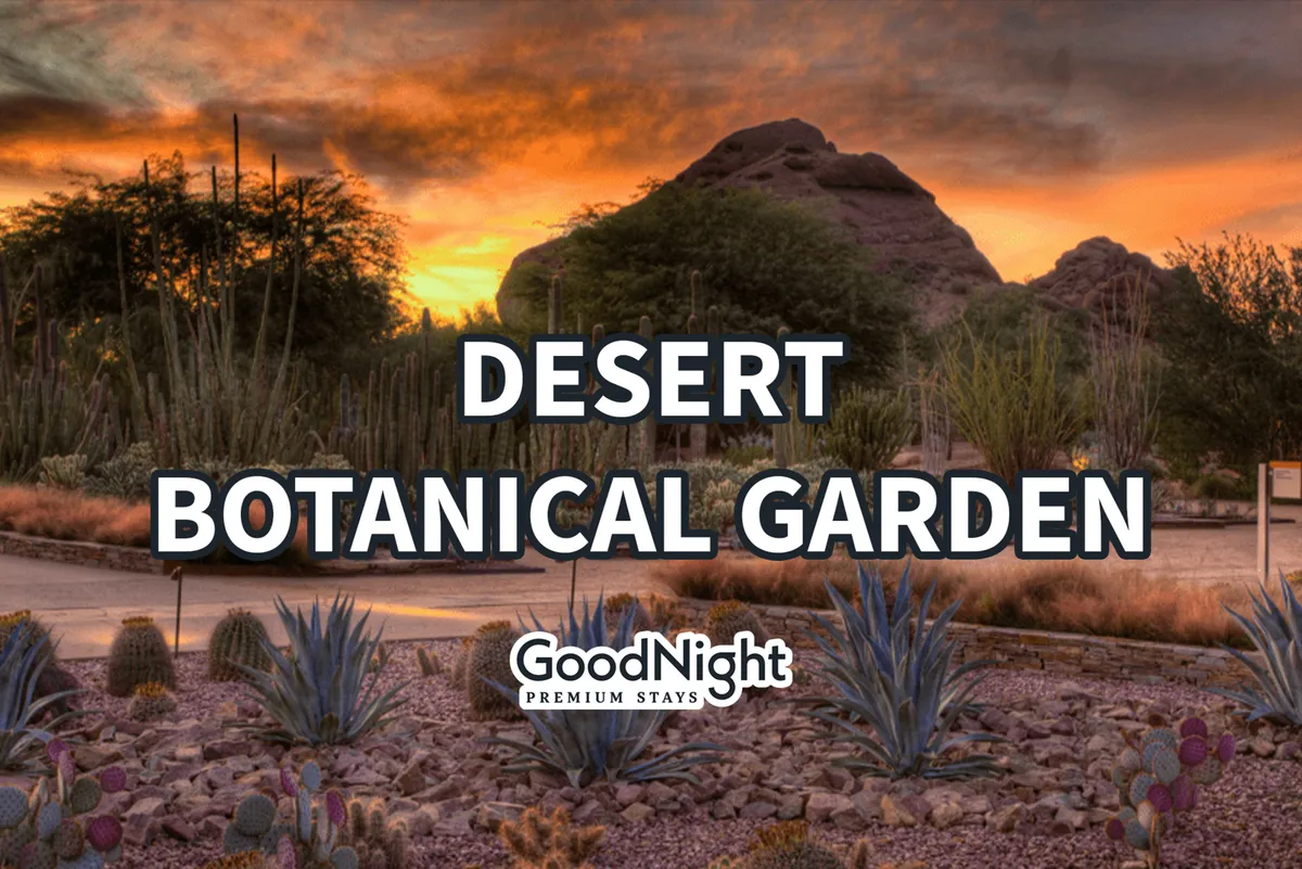 A classic Arizona desert landscape with cacti, rugged rock formations, and a glowing sunset sky. The natural scene evokes the unique beauty of the region, offering a sense of adventure and exploration for those who enjoy walking local trails with their pets.